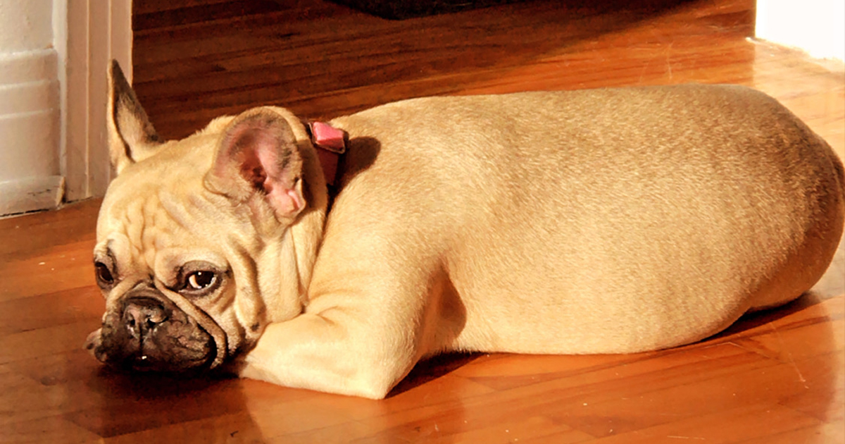 Baley bouledogue français coucher au sol étendu au soleil