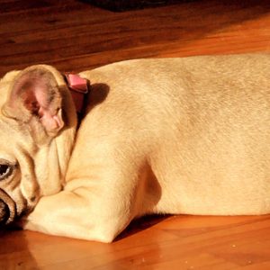 Baley bouledogue français coucher au sol étendu au soleil